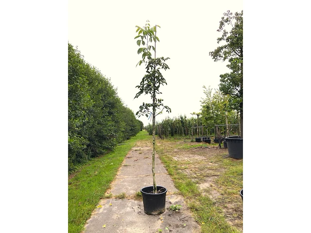3x walnotenboom juglans 'chandler', vruchtboom, ca. 3 m hoog - afbeelding 3 van  3