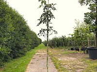 3x walnotenboom juglans 'chandler', vruchtboom, ca. 3 m hoog - afbeelding 3 van  3
