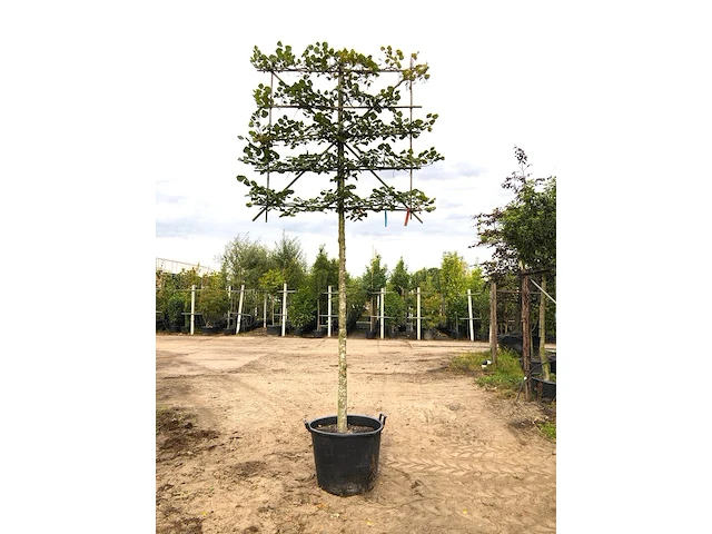 3x winterlinde tilia cordata, leiboom, ca. 200 cm stamhoogte - afbeelding 1 van  3