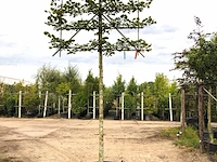 3x winterlinde tilia cordata, leiboom, ca. 200 cm stamhoogte - afbeelding 1 van  3