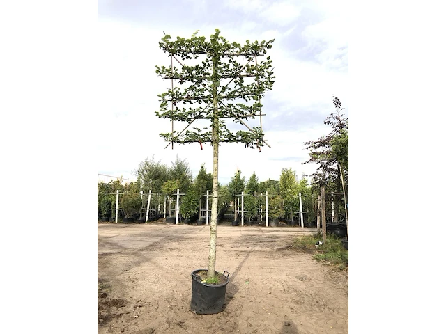 3x winterlinde tilia cordata, leiboom, ca. 200 cm stamhoogte - afbeelding 2 van  3