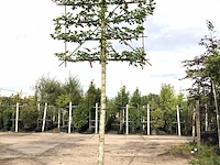 3x winterlinde tilia cordata, leiboom, ca. 200 cm stamhoogte - afbeelding 2 van  3
