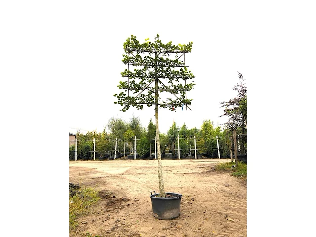 3x winterlinde tilia cordata, leiboom, ca. 200 cm stamhoogte - afbeelding 3 van  3