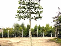 3x winterlinde tilia cordata, leiboom, ca. 200 cm stamhoogte - afbeelding 3 van  3