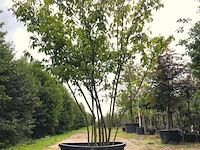 3x winterzoet chimonanthus preacox, meerstammig, zachtgele bloei, ca. 350 cm hoog - afbeelding 1 van  4