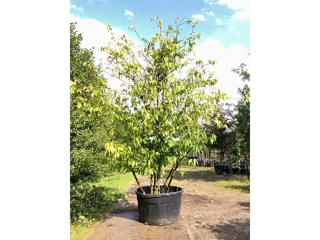 3x winterzoet chimonanthus preacox, meerstammig, zachtgele bloei, ca. 350 cm hoog - afbeelding 2 van  4