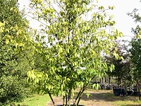 3x winterzoet chimonanthus preacox, meerstammig, zachtgele bloei, ca. 350 cm hoog - afbeelding 2 van  4