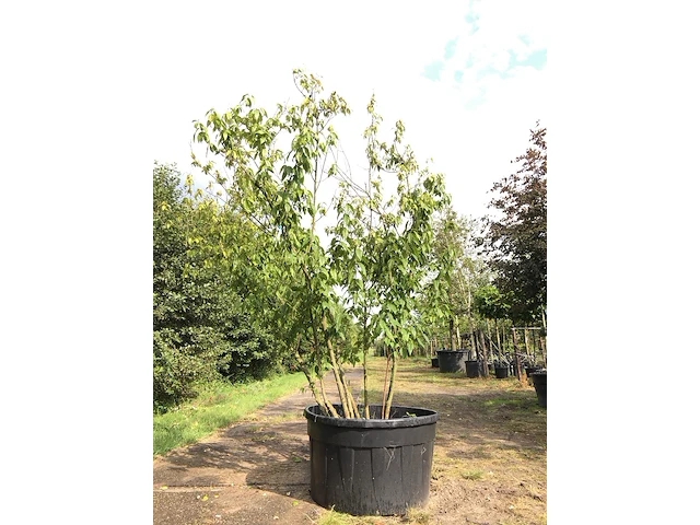 3x winterzoet chimonanthus preacox, meerstammig, zachtgele bloei, ca. 350 cm hoog - afbeelding 3 van  4