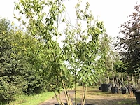 3x winterzoet chimonanthus preacox, meerstammig, zachtgele bloei, ca. 350 cm hoog - afbeelding 3 van  4