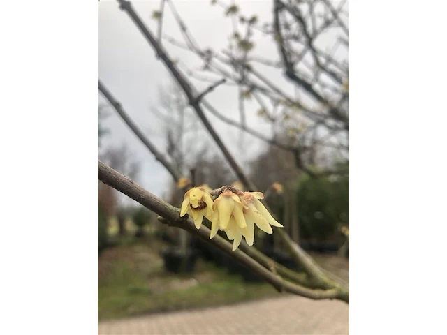 3x winterzoet chimonanthus preacox, meerstammig, zachtgele bloei, ca. 350 cm hoog - afbeelding 4 van  4