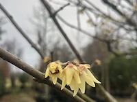 3x winterzoet chimonanthus preacox, meerstammig, zachtgele bloei, ca. 350 cm hoog - afbeelding 4 van  4
