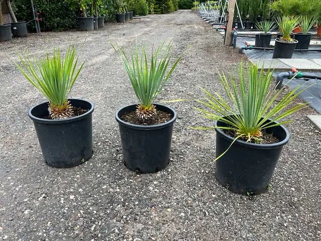 3x yucca rostrata 50/60cm inclusief pot - afbeelding 1 van  1