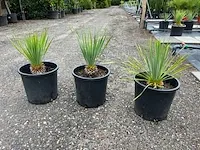 3x yucca rostrata 50/60cm inclusief pot