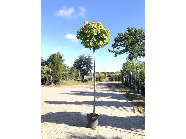 4x amberboom liquidambar 'gum ball', bolboom, herfstverkleuring, ca. 200 cm stamhoogte - afbeelding 1 van  4