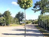4x amberboom liquidambar 'gum ball', bolboom, herfstverkleuring, ca. 200 cm stamhoogte - afbeelding 1 van  4