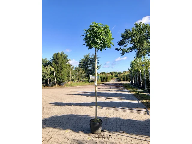 4x amberboom liquidambar 'gum ball', bolboom, herfstverkleuring, ca. 200 cm stamhoogte - afbeelding 2 van  4