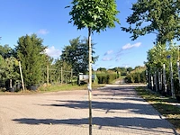 4x amberboom liquidambar 'gum ball', bolboom, herfstverkleuring, ca. 200 cm stamhoogte - afbeelding 2 van  4