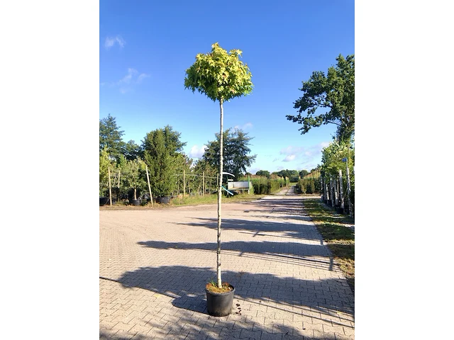 4x amberboom liquidambar 'gum ball', bolboom, herfstverkleuring, ca. 200 cm stamhoogte - afbeelding 3 van  4