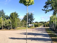 4x amberboom liquidambar 'gum ball', bolboom, herfstverkleuring, ca. 200 cm stamhoogte - afbeelding 3 van  4