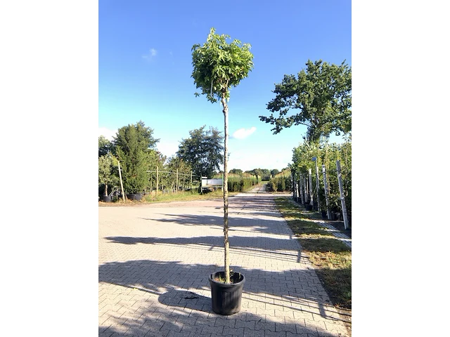 4x amberboom liquidambar 'gum ball', bolboom, herfstverkleuring, ca. 200 cm stamhoogte - afbeelding 4 van  4