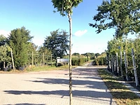 4x amberboom liquidambar 'gum ball', bolboom, herfstverkleuring, ca. 200 cm stamhoogte - afbeelding 4 van  4