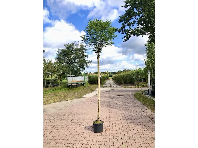 4x bolacacia robinia 'umbraculifera', bolboom, ca. 180 cm stamhoogte - afbeelding 1 van  4