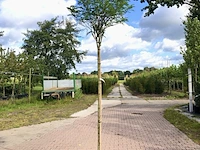 4x bolacacia robinia 'umbraculifera', bolboom, ca. 180 cm stamhoogte - afbeelding 1 van  4