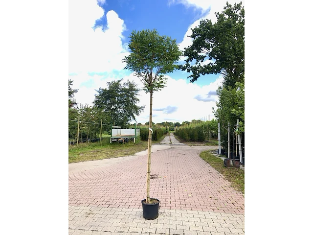 4x bolacacia robinia 'umbraculifera', bolboom, ca. 180 cm stamhoogte - afbeelding 2 van  4