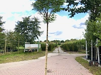 4x bolacacia robinia 'umbraculifera', bolboom, ca. 180 cm stamhoogte - afbeelding 2 van  4