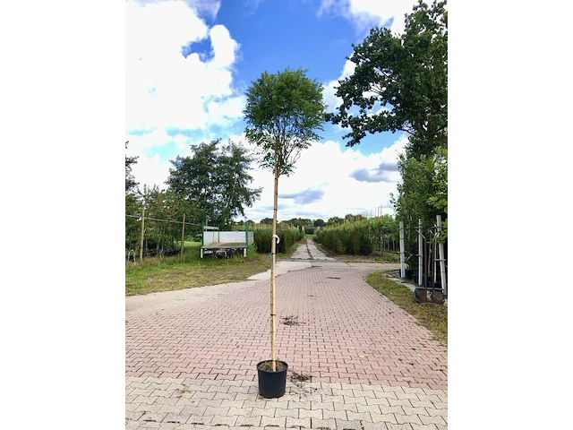 4x bolacacia robinia 'umbraculifera', bolboom, ca. 180 cm stamhoogte - afbeelding 3 van  4