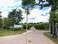 4x bolacacia robinia 'umbraculifera', bolboom, ca. 180 cm stamhoogte - afbeelding 3 van  4