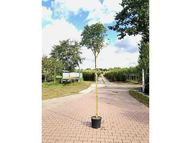 4x bolacacia robinia 'umbraculifera', bolboom, ca. 180 cm stamhoogte - afbeelding 4 van  4