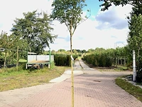 4x bolacacia robinia 'umbraculifera', bolboom, ca. 180 cm stamhoogte - afbeelding 4 van  4