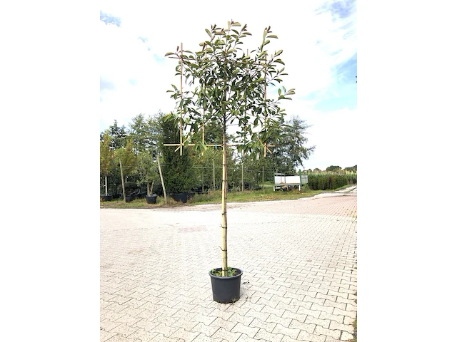4x glansmispel photinia 'red robin', leiboom, wintergroen, ca. 150 cm stamhoogte - afbeelding 1 van  5