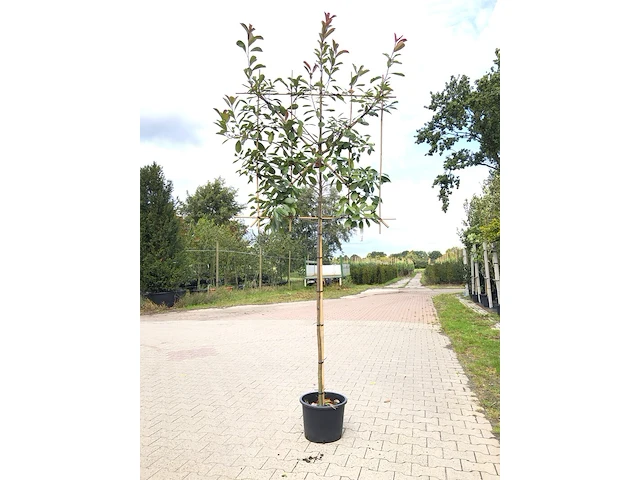 4x glansmispel photinia 'red robin', leiboom, wintergroen, ca. 150 cm stamhoogte - afbeelding 2 van  5