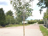 4x glansmispel photinia 'red robin', leiboom, wintergroen, ca. 150 cm stamhoogte - afbeelding 2 van  5