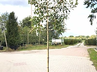 4x glansmispel photinia 'red robin', leiboom, wintergroen, ca. 150 cm stamhoogte - afbeelding 4 van  5