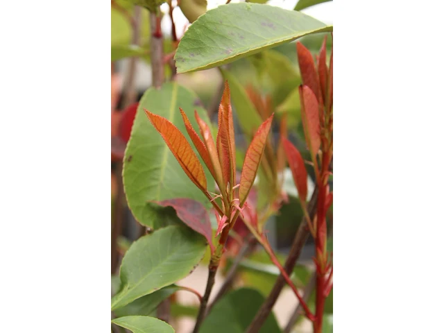 4x glansmispel photinia 'red robin', leiboom, wintergroen, ca. 150 cm stamhoogte - afbeelding 5 van  5