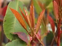 4x glansmispel photinia 'red robin', leiboom, wintergroen, ca. 150 cm stamhoogte - afbeelding 5 van  5
