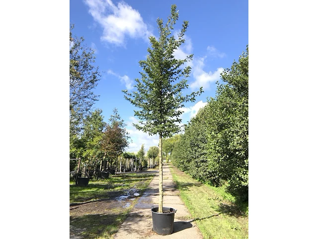 4x haagbeuk carpinus betulus, ca. 4 m hoog - afbeelding 1 van  4