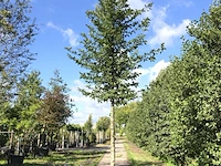 4x haagbeuk carpinus betulus, ca. 4 m hoog - afbeelding 1 van  4