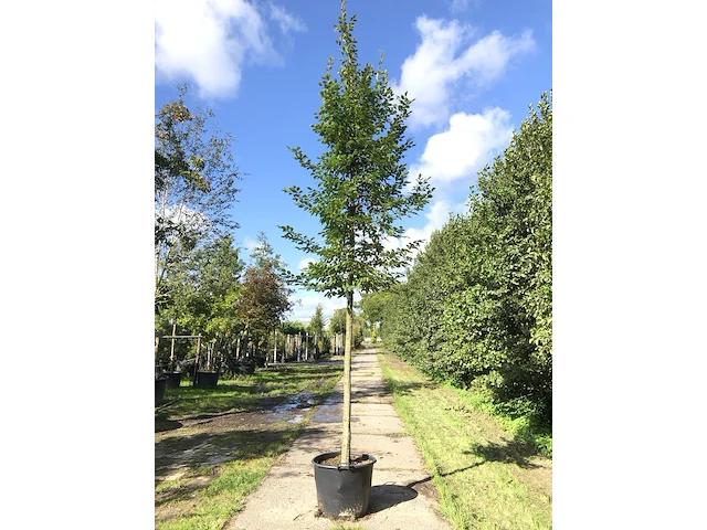 4x haagbeuk carpinus betulus, ca. 4 m hoog - afbeelding 2 van  4