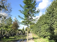 4x haagbeuk carpinus betulus, ca. 4 m hoog - afbeelding 2 van  4