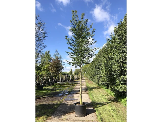 4x haagbeuk carpinus betulus, ca. 4 m hoog - afbeelding 3 van  4