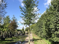 4x haagbeuk carpinus betulus, ca. 4 m hoog - afbeelding 3 van  4