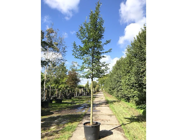 4x haagbeuk carpinus betulus, ca. 4 m hoog - afbeelding 4 van  4