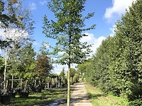 4x haagbeuk carpinus betulus, ca. 4 m hoog - afbeelding 4 van  4
