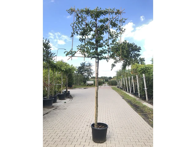 4x haagbeuk carpinus betulus, leiboom, ca. 180 cm stamhoogte - afbeelding 1 van  4