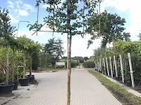4x haagbeuk carpinus betulus, leiboom, ca. 180 cm stamhoogte - afbeelding 1 van  4