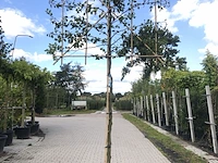 4x haagbeuk carpinus betulus, leiboom, ca. 180 cm stamhoogte - afbeelding 2 van  4